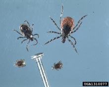 Ticks