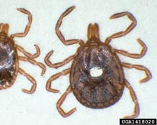 Ticks