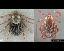 Ticks