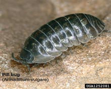 Woodlice