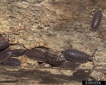 Woodlice