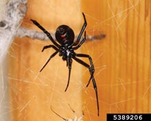 Black Widow Spiders