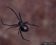 Black Widow Spiders