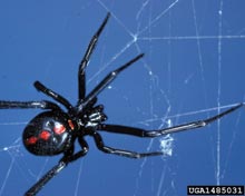 Black Widow Spiders