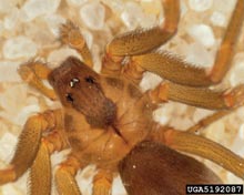 Brown Recluse Spiders