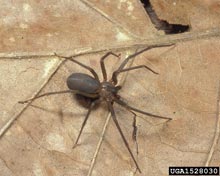 Brown Recluse Spiders