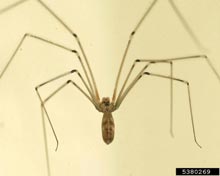 Cellar Spiders
