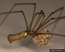 Cellar Spiders