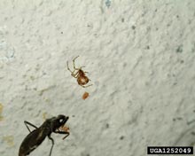 Cobweb Spiders