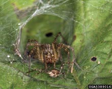 Funnel Web Spiders