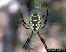 Orb Weaver Spiders