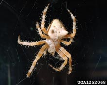 Orb Weaver Spiders