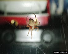 Orb Weaver Spiders
