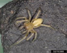 Sac Spiders