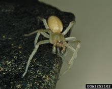Sac Spiders