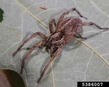 Wolf Spiders