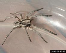 Wolf Spiders