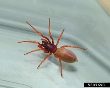 Woodlouse Spider
