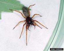 Woodlouse Spider