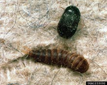 Black Carpet & Cabinet Beetles