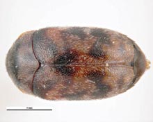 Black Carpet & Cabinet Beetles