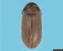 Drugstore & Cigarette Beetles