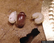 Drugstore & Cigarette Beetles