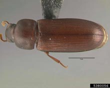 Flour Beetles