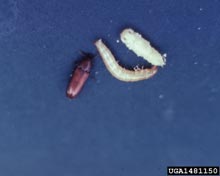 Flour Beetles