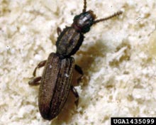 Grain Beetles
