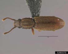 Grain Beetles