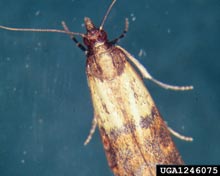 Indian Meal Moth