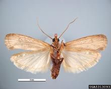 Indian Meal Moth