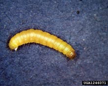 Indian Meal Moth