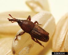 Weevils