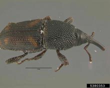 Weevils