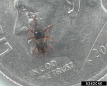 Weevils